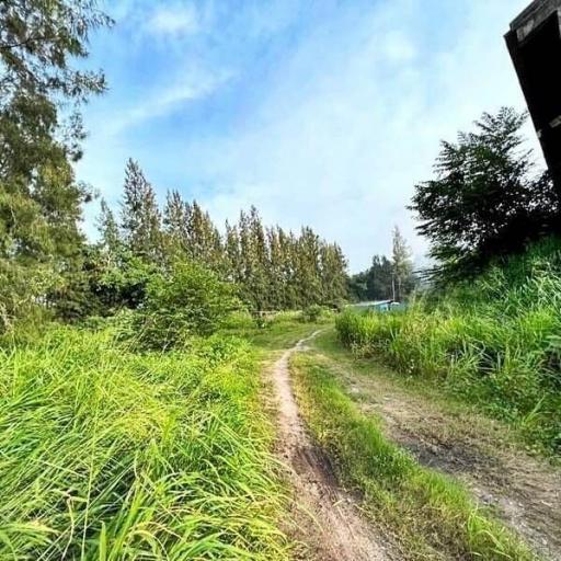 Grassy pathway leading through a peaceful outdoor green area with trees