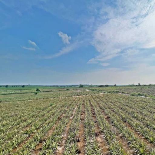 Expansive pineapple farm under a blue sky