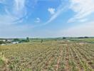 Expansive pineapple farm with clear skies