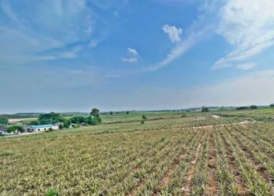 Wide-open agricultural field with clear blue sky