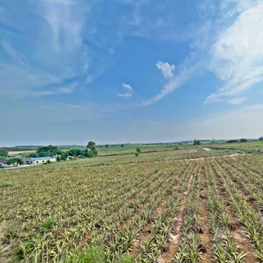 Wide-open agricultural field with clear blue sky