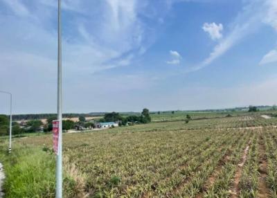 Spacious agricultural land with crop cultivation under a clear sky