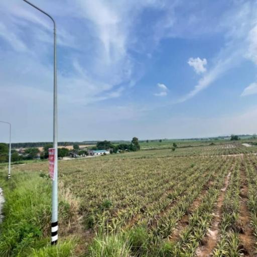 Spacious agricultural land with crop cultivation under a clear sky