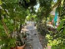 Lush green garden with various plants and footpath