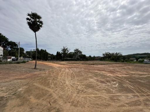 Empty plot of land with a single palm tree and overcast sky