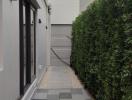 Pathway beside a house flanked by green hedges