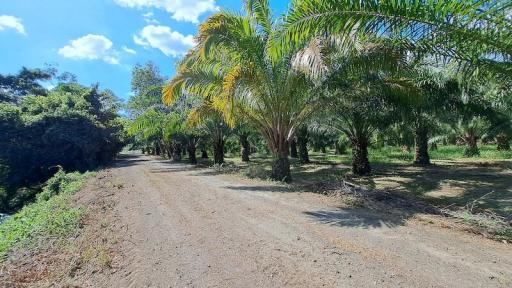 Tropical garden pathway with lush palm trees