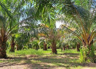 Palm tree orchard with vibrant greenery