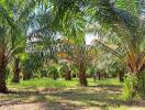 Palm tree orchard with vibrant greenery