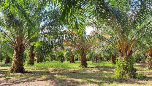 Palm tree orchard with vibrant greenery