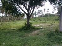 Spacious outdoor area with green lawn and trees