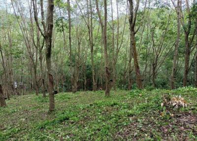 Lush green forest surrounding property