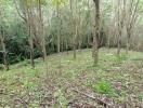 Wooded area near potential real estate property
