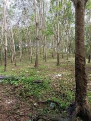 Wooded area with various trees and some ground litter