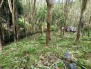 Peaceful forested area with tables among trees