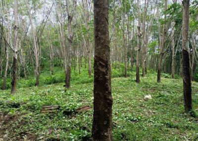 Lush green forest with diverse trees and vegetation