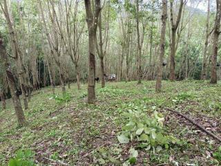 Secluded forest area surrounding property