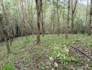Secluded forest area surrounding property