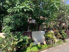 Lush greenery surrounding a home exterior with trees and plants