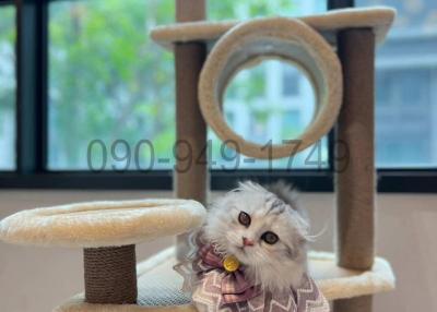 A cozy living space with a cat playing on a cat tree near large windows