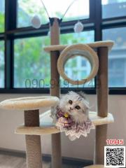 A cozy living space with a cat playing on a cat tree near large windows