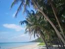 Tropical beachfront with palm trees and clear blue sky