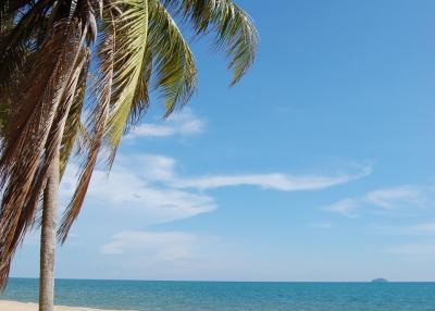 Idyllic beachfront with palm tree and lounging chairs