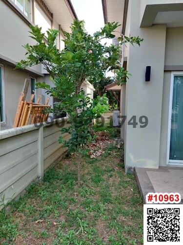 Small backyard garden with a green tree next to a residential building