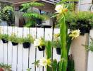 Blooming cactus and hanging planters on a garden fence