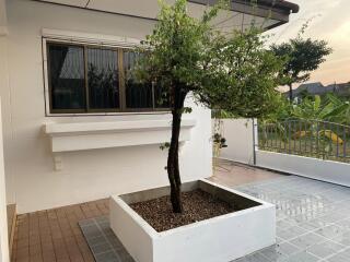 House for Sale in San Sai Noi, San Sai.