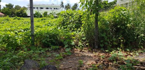 Overgrown vacant lot with dense vegetation
