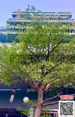 Green tree in front of building with balconies and plants