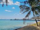 Tranquil beachfront with clear skies, palm trees, and a serene ocean view