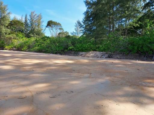 Sandy beachfront with green foliage under a blue sky