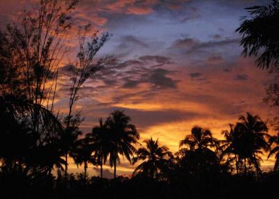 Beautiful sunset behind tropical palm trees