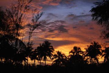 Beautiful sunset behind tropical palm trees