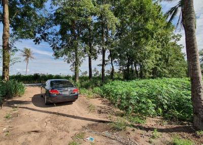 Car parked on a dirt road surrounded by lush greenery and palm trees
