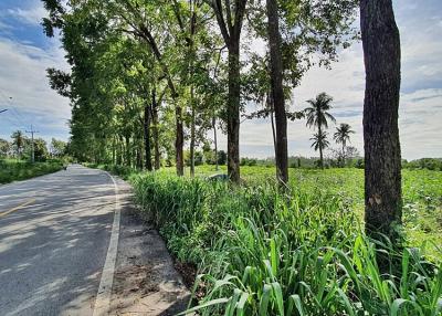Empty road amidst lush greenery with clear skies