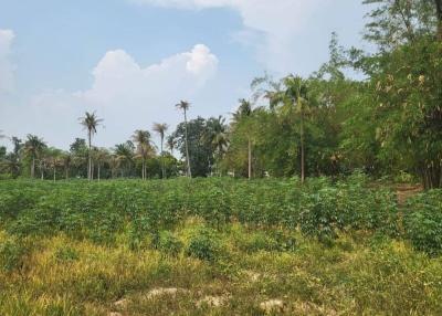 Lush Green Land with Palm Trees and Vegetation