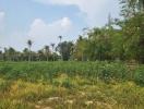 Lush Green Land with Palm Trees and Vegetation