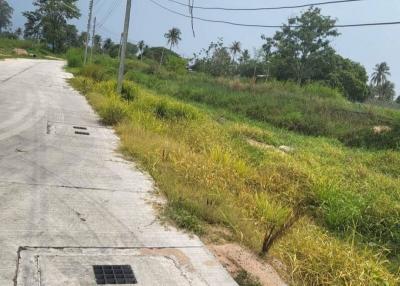 Rural road with surrounding greenery and utility poles