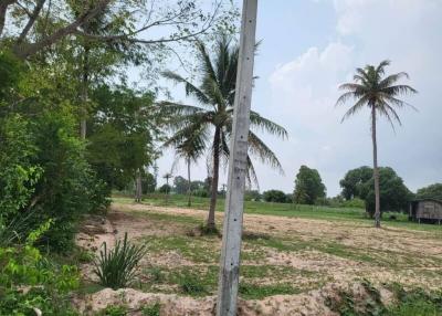 Rural landscape with palm trees and open land