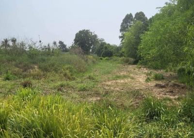 Lush green undeveloped land with potential for construction or agricultural use