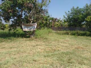 Spacious backyard with natural surroundings and a solitary tree