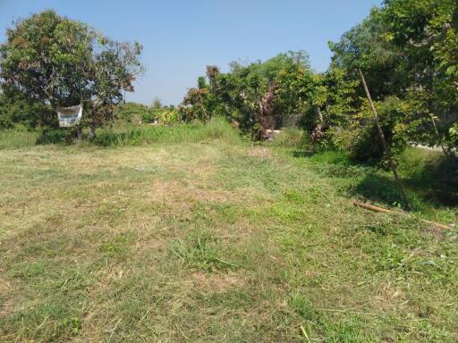 Spacious backyard with natural vegetation and clear blue sky