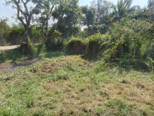 Open land plot with vegetation and potential for development