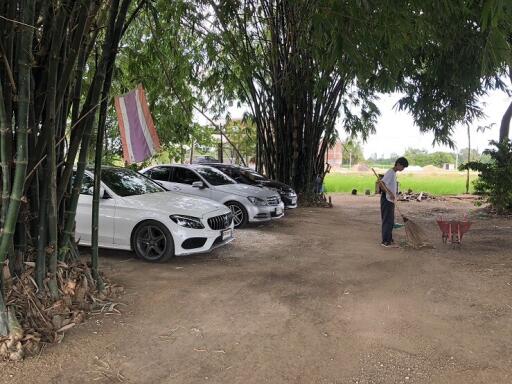 Cars parked under bamboo trees in an outdoor area with a person standing nearby