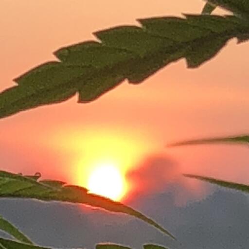 Sunset view through leaves