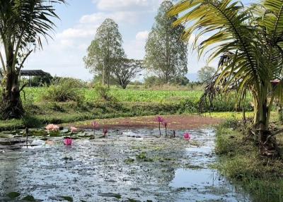 Serene pond with lotus flowers surrounded by lush greenery under a clear blue sky