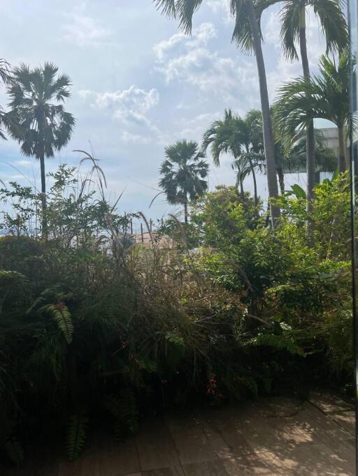 Tropical garden with palm trees and ocean view